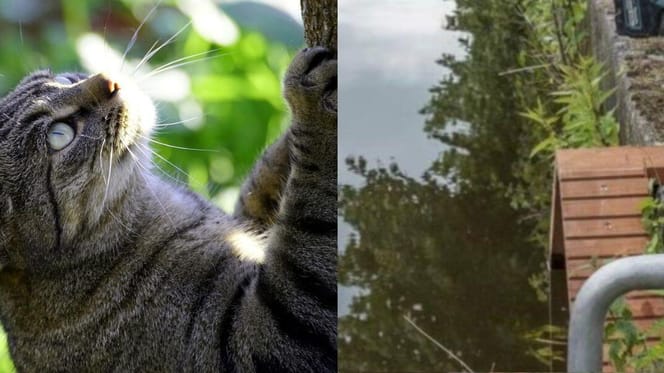 Cat climbing / wooden stairs by canal