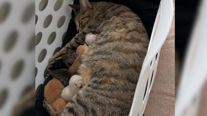 Cat feeding kittens