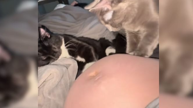 Cat kneading pregnant bump