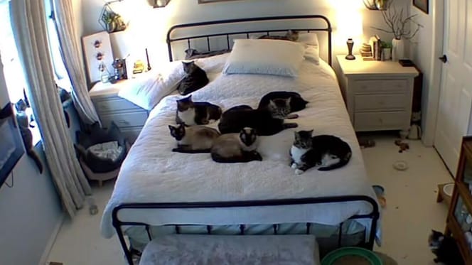 Cats spread out on double bed