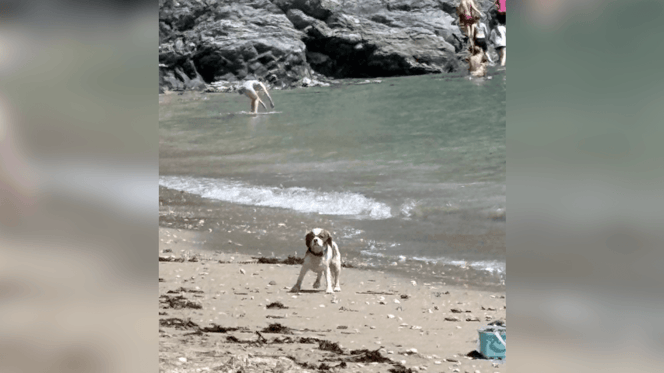 Cavelier King Charles Spaniel lost on beach in Devon