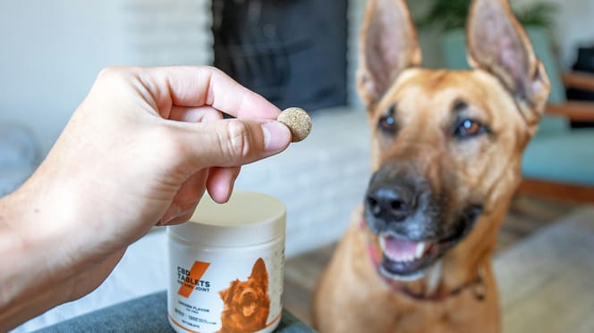 CBD voor honden, een must-have of onzin?