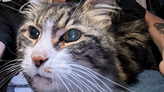 Gatto tigrato e bianco in primo piano.