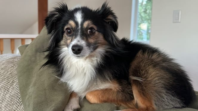 Ce chien est perdu depuis plusieurs semaines