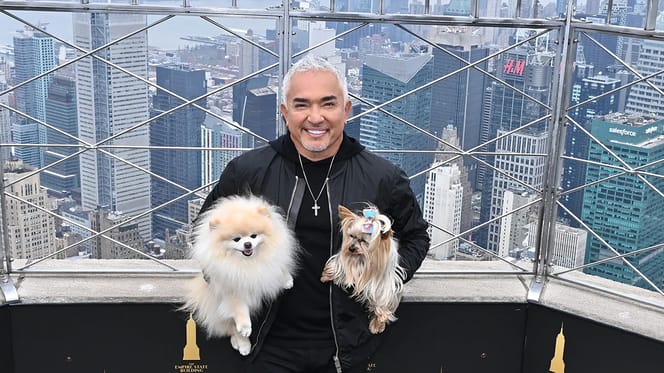Cesar Milan met tips voor als je op vakantie gaat met je hond