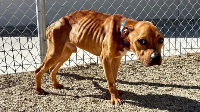 cane marrone magrissimo