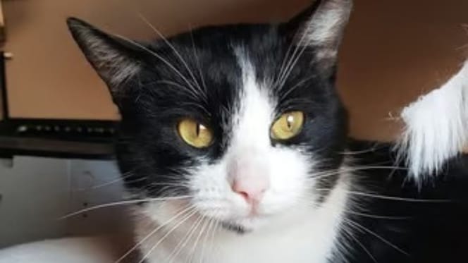 charly-gato-adopcion