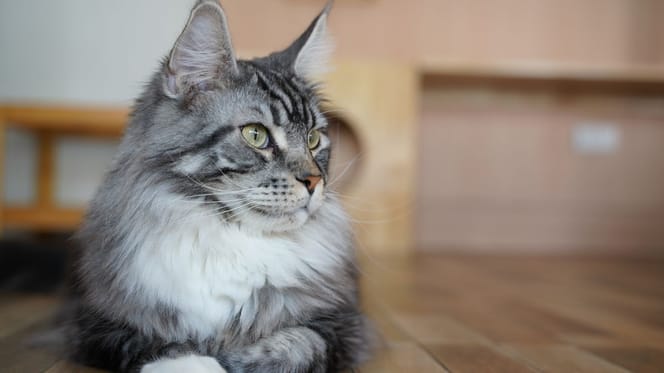 chat
