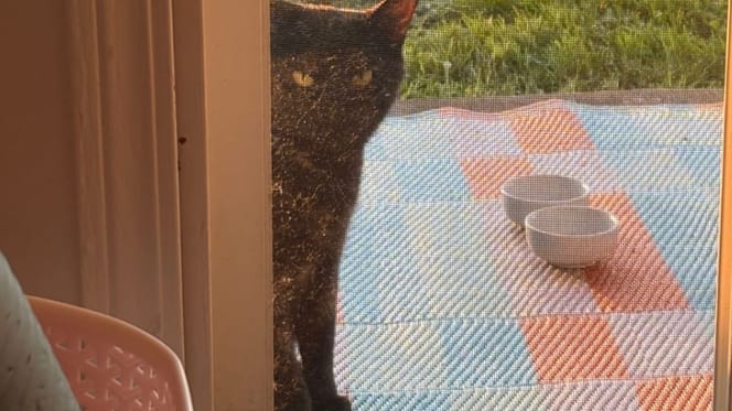 chat