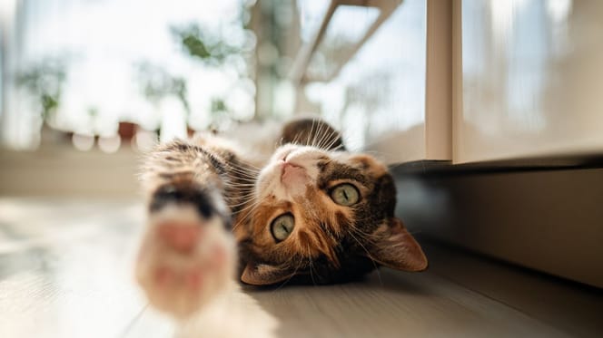 chat