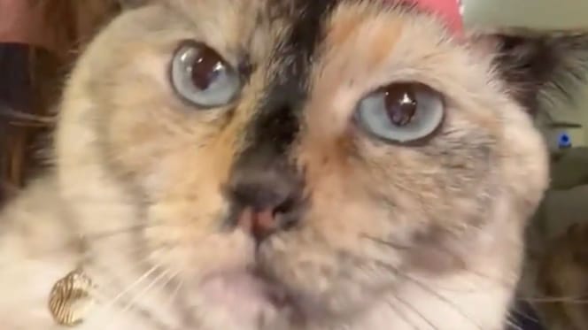 Chat