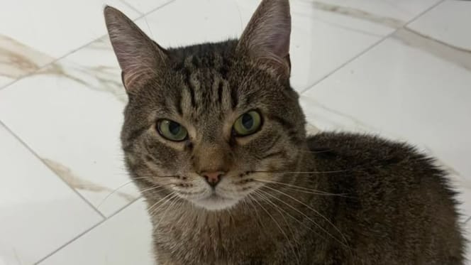 Katze