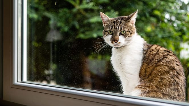Chat à la fenêtre