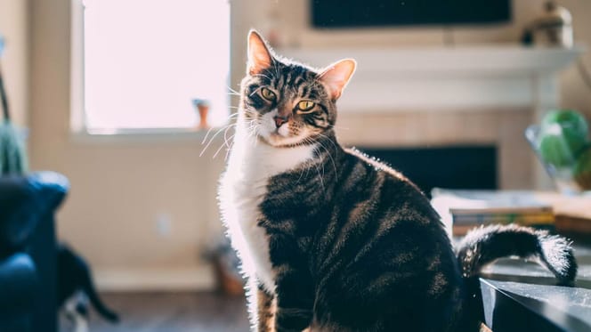Katze zu Hause