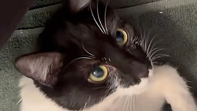 chat abandonné