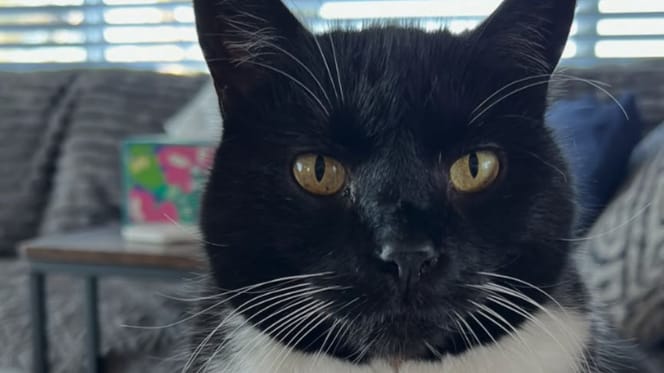 Chat abandonné