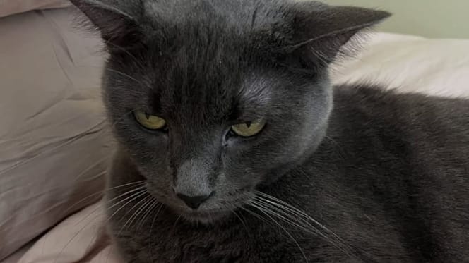 Achtergelaten kat