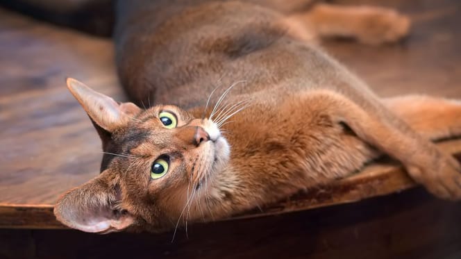 Abyssinian cat