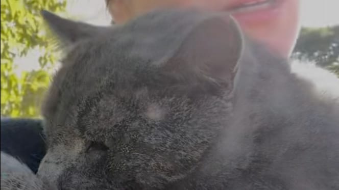 chat accident