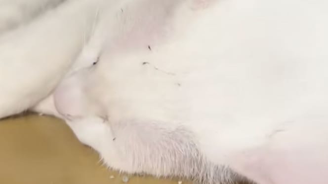 chat blanc