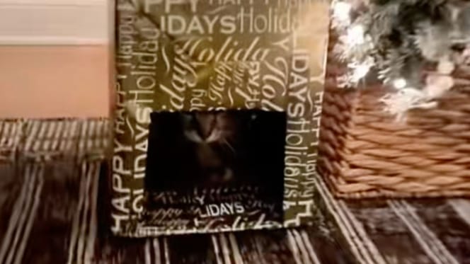 Cat in a Christmas box