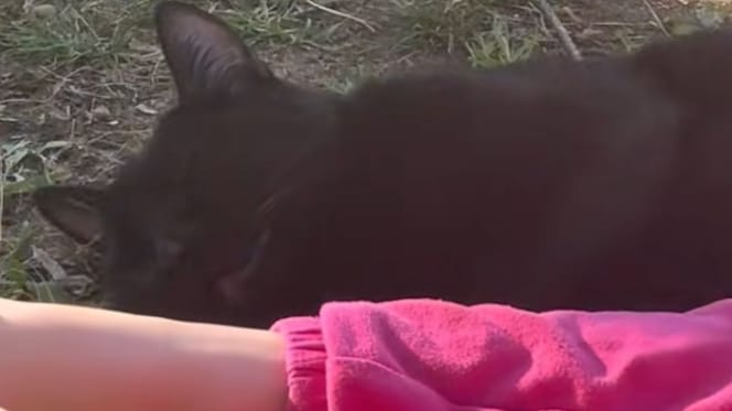 chat chanteur