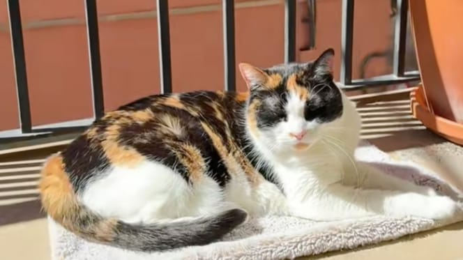 chat couverture