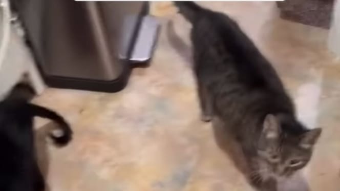 Chat dans la cuisine