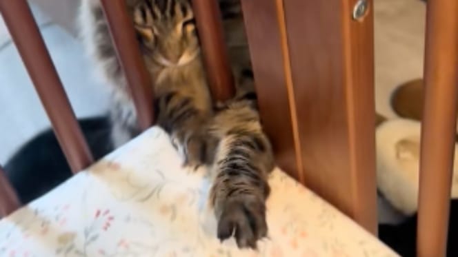 Chat dans lit pour bébé
