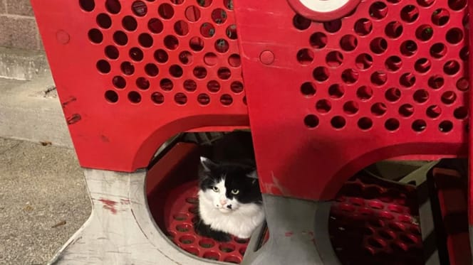 Cat in a shopping trolley
