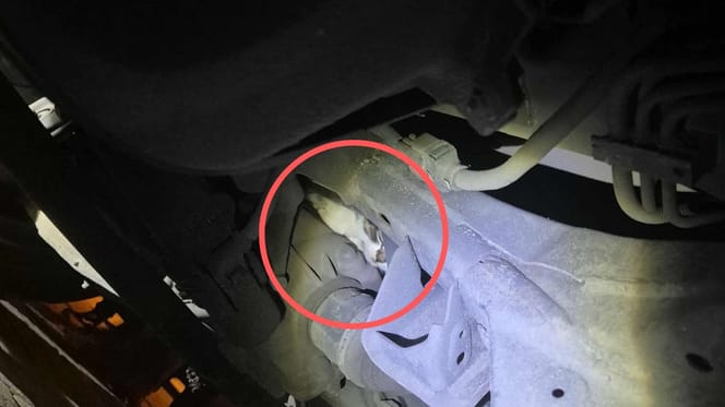 Gatto nel motore di un'auto