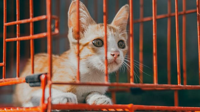 Cat in a cage