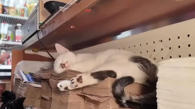 Eine Katze sitzt in einem Lebensmittelgeschäft