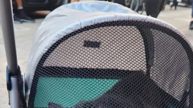 Cat in a pushchair