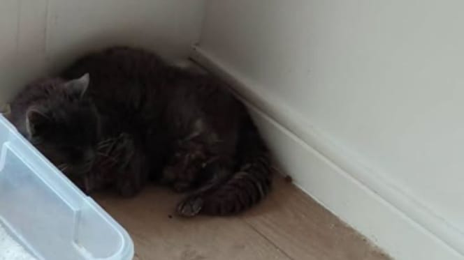21 Jahre alter Kater
