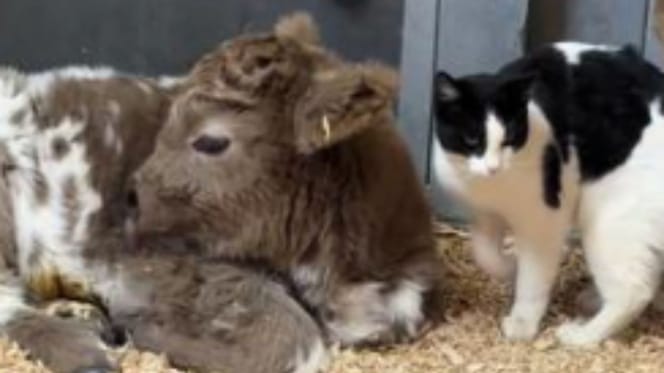 Chat de ferme et veau