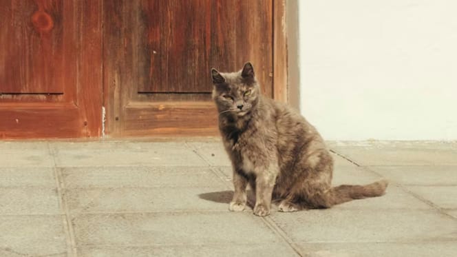 Cat in front of a door