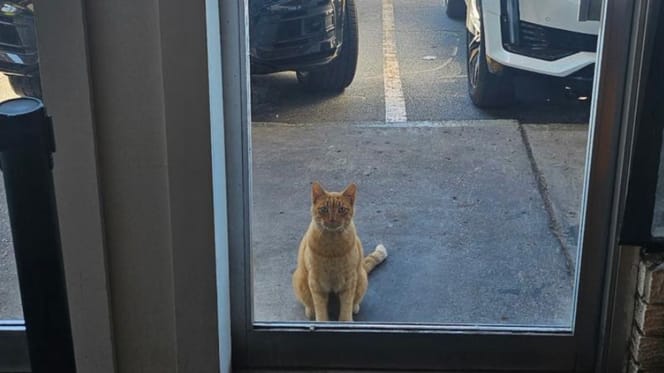 Cat in front of a restaurant