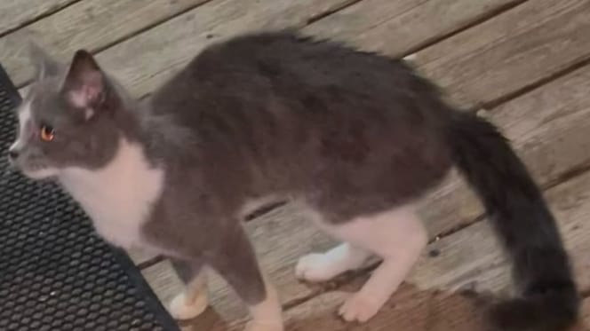 chat errant