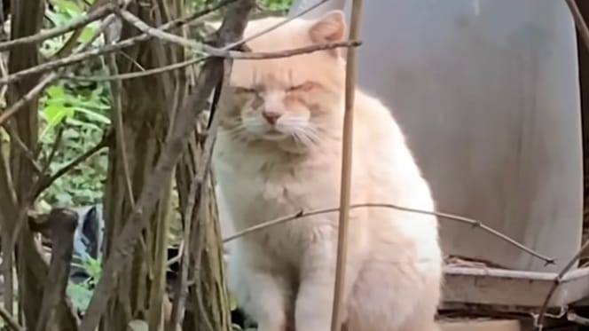 chat errant