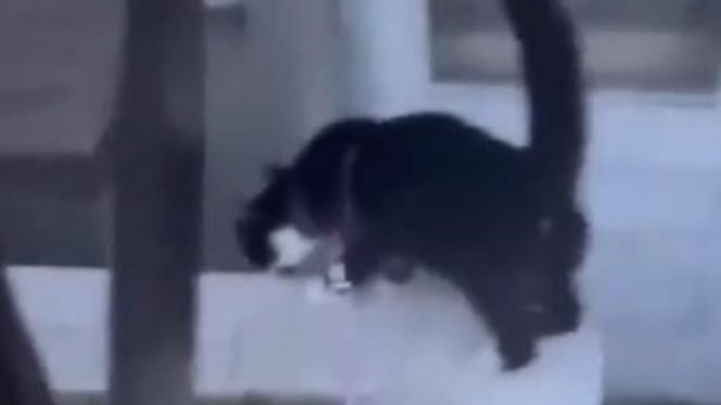 Chat errant
