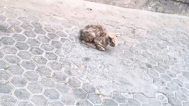 Stray cat