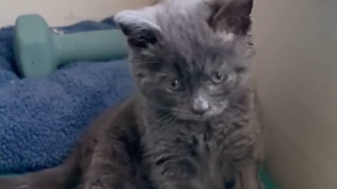 Streunende Katze