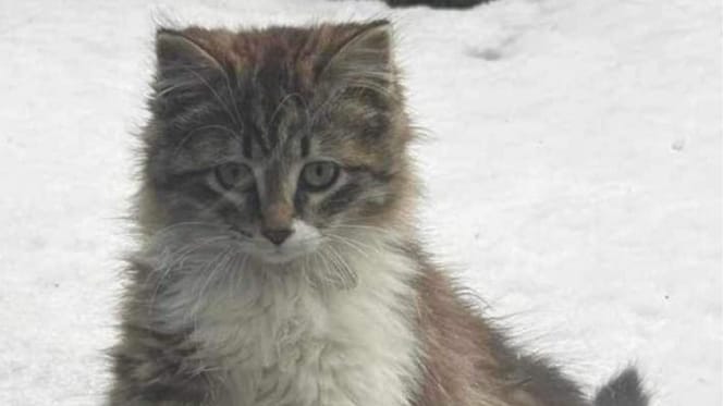 Streunende Katze
