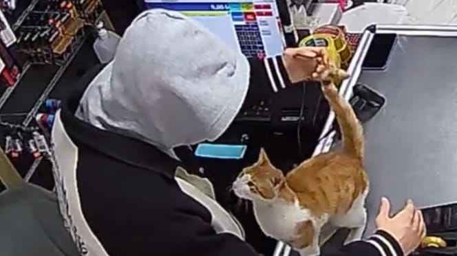 Streunerkatze