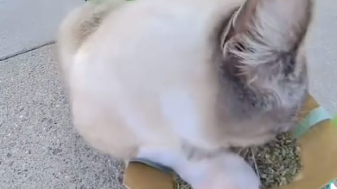 Zwerfkat