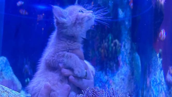 Gatto e acquario
