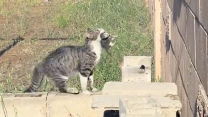 Cat and kitten