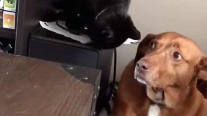 chat et chien
