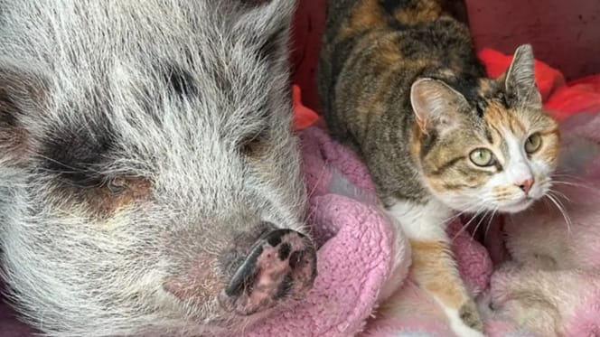 Cat and pig